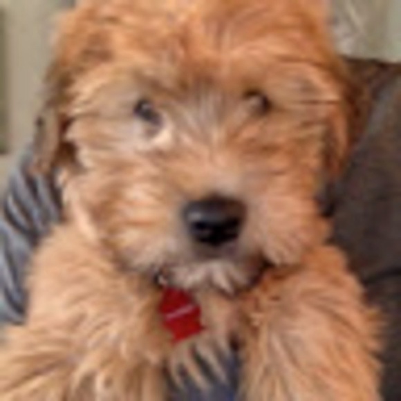 Meet your Posher, Paula - Picture 1 of 1